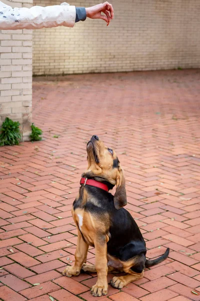 Bonito cachorro Bloodhound em 5 meses . — Fotografia de Stock