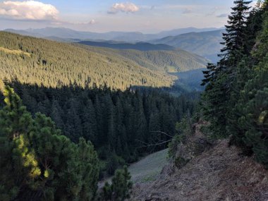 Karpatlar 'daki ormanların büyüleyici manzarası.