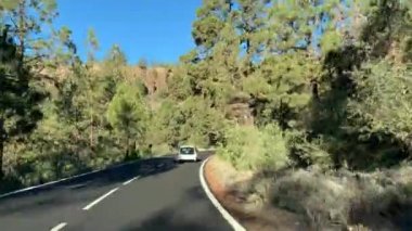 Kanarya Adaları yol gezisi. Tenerife, Lanzarote. Dağlar ormanıyla