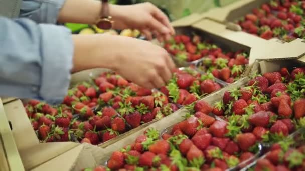 Mujer joven de compras. Primer plano de las manos tomando pequeña caja de plástico de fresas frescas en la tienda. Frutas frescas — Vídeos de Stock