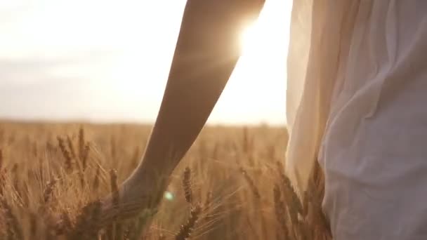 Mujer en el vestido blanco corriendo su mano a través de un poco de trigo en un campo. Campo, naturaleza, verano — Vídeo de stock