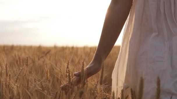 Zomerdag, vrouw in wit wordt uitgevoerd door middel van tarwe in duidelijke breed veld. Licht, overdag van de zon — Stockvideo