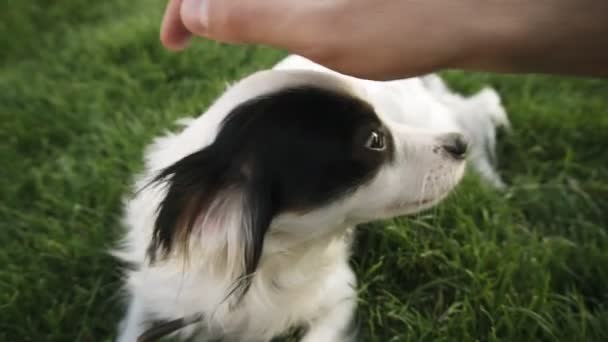 Pequeño perro blanco y negro sentado en la hierba verde. Acercamiento de una mano masculina arañando y acariciando a un perro. Mascotas y amistad humana — Vídeos de Stock