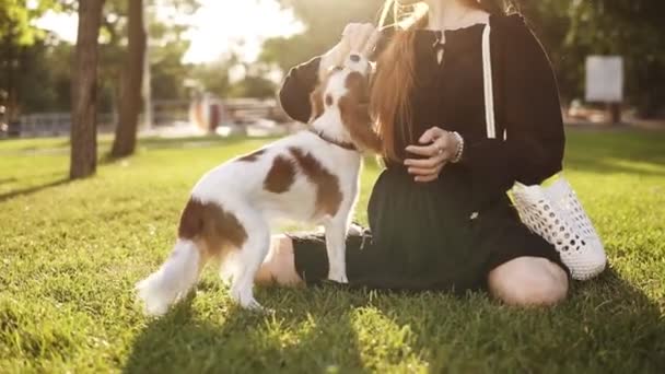 Жінка в чорній сукні сидить на траві і грає зі своїм спанієльським собакою. Домашня тварина біжить близько до камери. Власник прекрасної маленької собаки на відкритому повітрі. Сонце на фоні і зелена трава — стокове відео