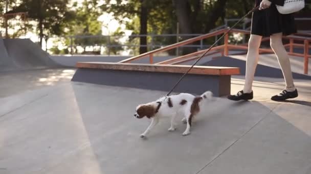 Chudy, kaukaski dziewczyna chodzenie przez pusty skatepark z jej kochający pies. Powolny ruch Ładna dziewczyna w czarnej sukni chodzeniu czystorasowego psa w parku miejskim i uśmiechnięty — Wideo stockowe
