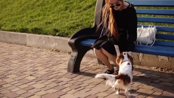 Proprietário do cão fêmea, mulher amorosa está acariciando seu cão spaniel enquanto sentado no banco azul no parque verde. Cão pequenino bonito. Felicidade e conceito de amor — Vídeo de Stock