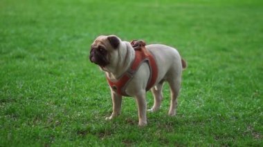 Sahibi köpek yüzünü peçeteyle silerken çimlerin üzerinde duran bir köpeğin portresi