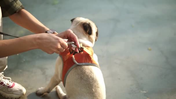 Woman fastens a collar on her beige pug dog with a leash outdoors, puppy patiently waiting — Stock Video