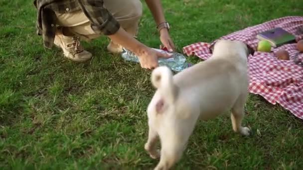 Chica joven con perro de pug en el parque verde de verano, ella está vertiendo agua en un tazón para su mascota — Vídeo de stock