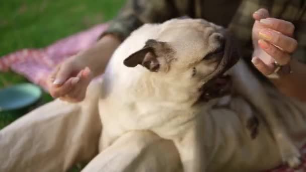 Unrecognizable woman holds a little pug on her knees it actively whirls and tries to bite gently — Stock Video