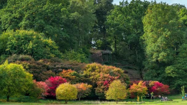 Colores otoñales en Winkworth arboretum, Surrey, Inglaterra, Reino Unido — Vídeo de stock