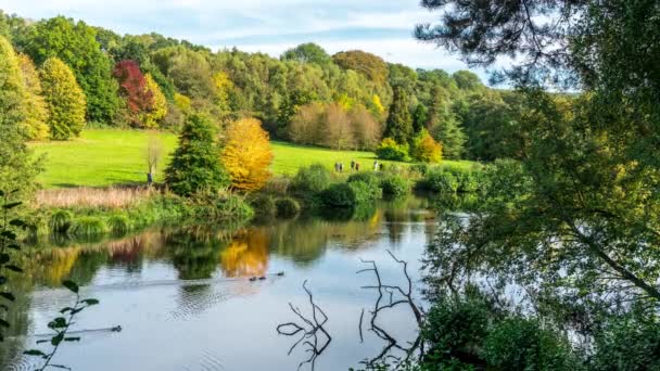 Rowes Flashe jezioro w Arboretum Winkworth, w hrabstwie Surrey, Wielka Brytania — Wideo stockowe