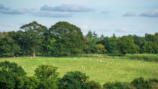 Sheep Grazing In A Pasture, Surrey, Inglaterra, Reino Unido — Vídeo de Stock