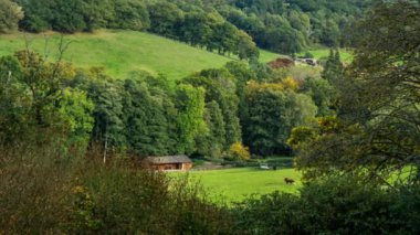 İnekler otlatma mera, Surrey, İngiltere, İngiltere'de