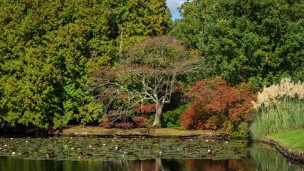 Herfst landschap in Sheffield Park en tuin. Uckfield, East Sussex, Engeland, Uk — Stockvideo