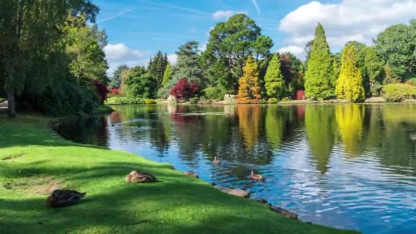 Paesaggio autunnale a Sheffield Park e Garden. Uckfield, East Sussex, Inghilterra, Regno Unito . — Video Stock