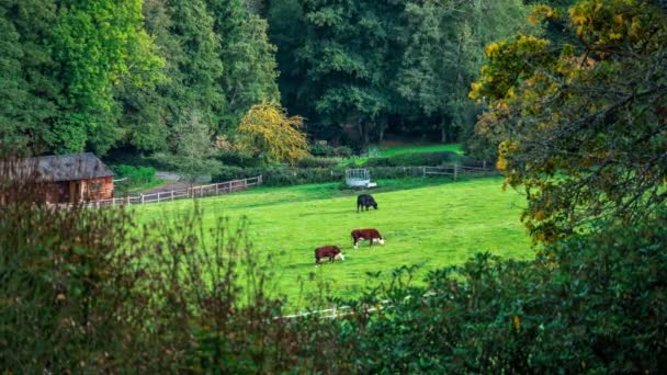 Vacas pastando em pastagens, Surrey, Inglaterra, Reino Unido — Vídeo de Stock