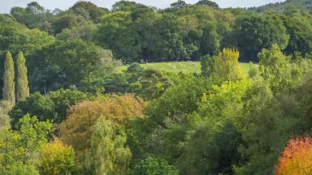 Herfst landschappen in Winkworth arboretum, in Surrey, Engeland, Uk — Stockvideo