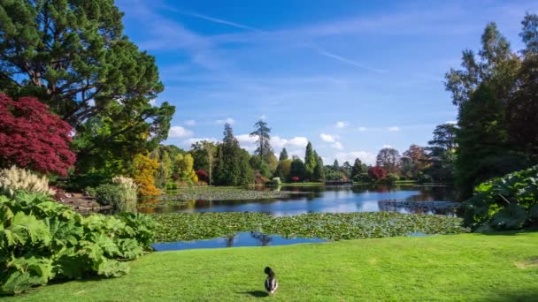 Осенний пейзаж в парке и саду Шеффилда. Uckfield, East Sussex, England, UK — стоковое видео