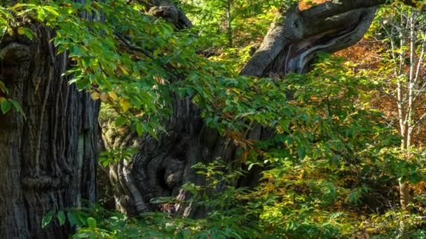 Старое дерево в Шеффилдском парке и саду. Uckfield, East Sussex, England, UK — стоковое видео