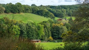 İnekler otlatma mera, Surrey, İngiltere, İngiltere'de