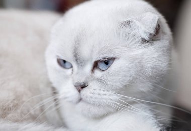 Portresi beyaz scottish fold kedi yalan.