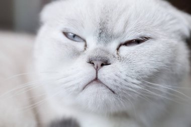 Portresi beyaz scottish fold kedi yalan.