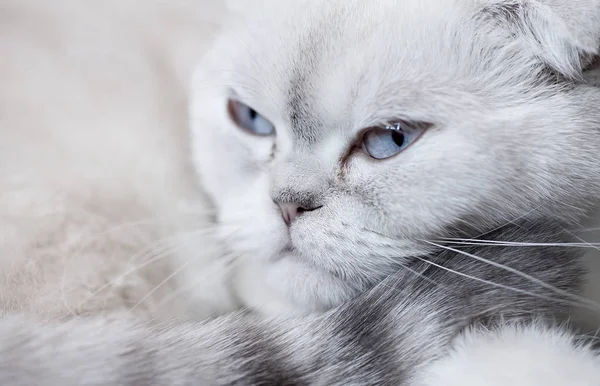 Retrato Gato Blanco Escocés Acostado —  Fotos de Stock