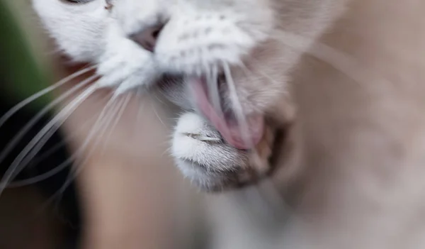 Ritratto Gatto Bianco Scozzese Sdraiato — Foto Stock