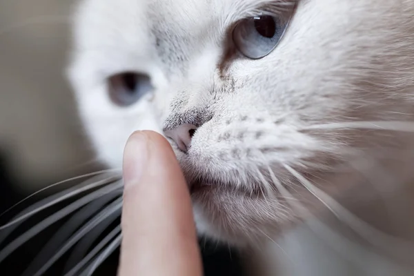 Portret Van Witte Scottish Fold Kat Liggend — Stockfoto