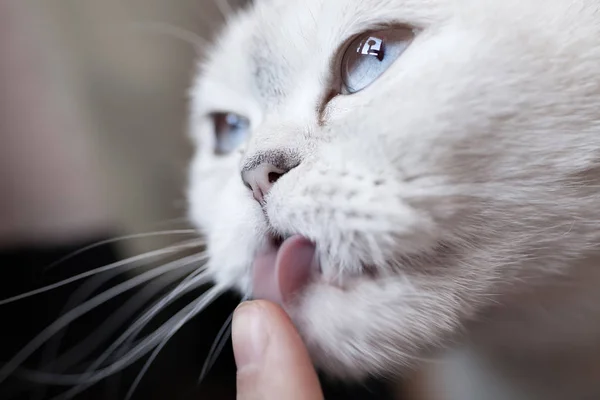 Retrato Gato Blanco Escocés Acostado — Foto de Stock