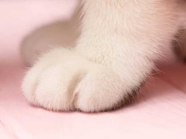 Pés Gato Fundo Rosa Gatinho Cor Branca — Fotografia de Stock