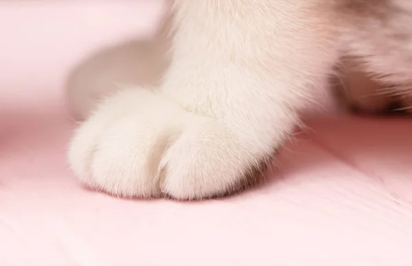 Pies Gato Sobre Fondo Rosa Gatito Color Blanco — Foto de Stock