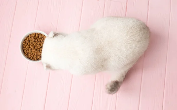 Primer Plano Del Gato Comiendo Comida Tazón — Foto de Stock