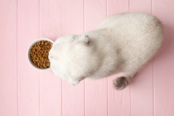 Primer Plano Del Gato Comiendo Comida Tazón — Foto de Stock