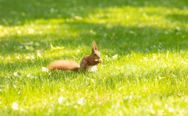 Park'ta yeşil bir çimenin üzerinde oturan kırmızı sincap 