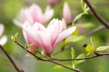 Çiçeklerin arka planında çiçek açan Manolya Çiçeği. 