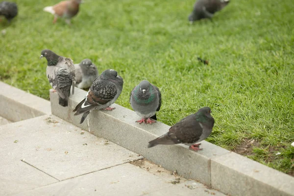 Pigeons Sitting Street — Stock Photo, Image