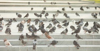 Şehir parkında güvercinler grubu