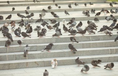 Şehir parkında güvercinler grubu