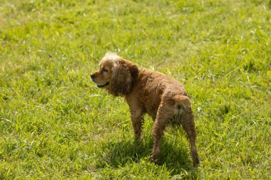 Mutlu ve aktif cocker spanyel parkta yürüyor. Köpekler güneşli bir yaz gününde çimlerin üzerinde oynarlar..