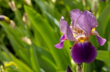 Sakallı süsen çiçeğinin yakın çekimi. Mor zambaklar bahçede yetişiyor..