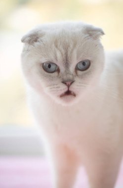 Pofuduk Beyaz İskoç Kedicik.