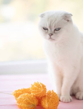 Beyaz İskoç kedisi Mormodika 'yı kokluyor.