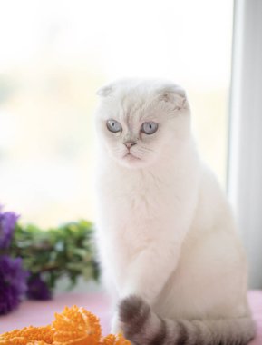 Pofuduk Beyaz İskoç Kedicik.