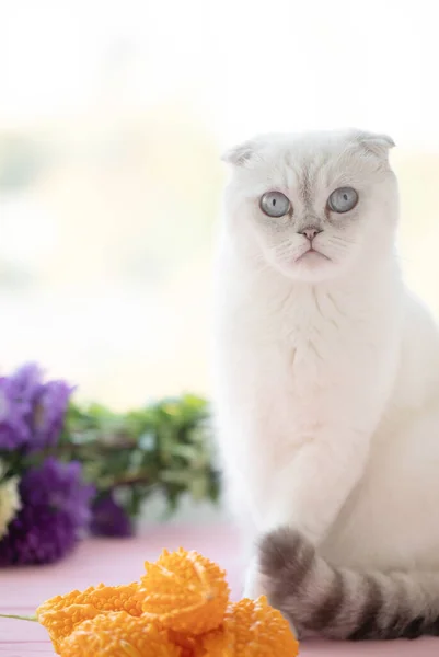 Fluffy Blanco Escocés Doblar Gatito Gato — Foto de Stock