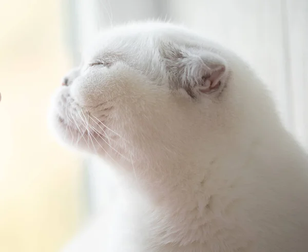 Fluffy White Scottish Fold Kitty Cat — Stock Photo, Image