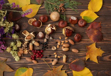 Sonbahar ormanı meyve arka planı. Ağaç kabuğunda meşe palamutları ve kopyalanmış sonbahar renkli yapraklar.