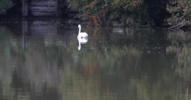Swimming swan in spring park — Stock Video