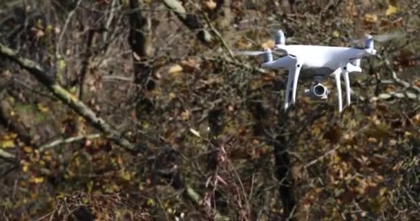 Dron blanco volando a través de los árboles en el bosque — Vídeos de Stock